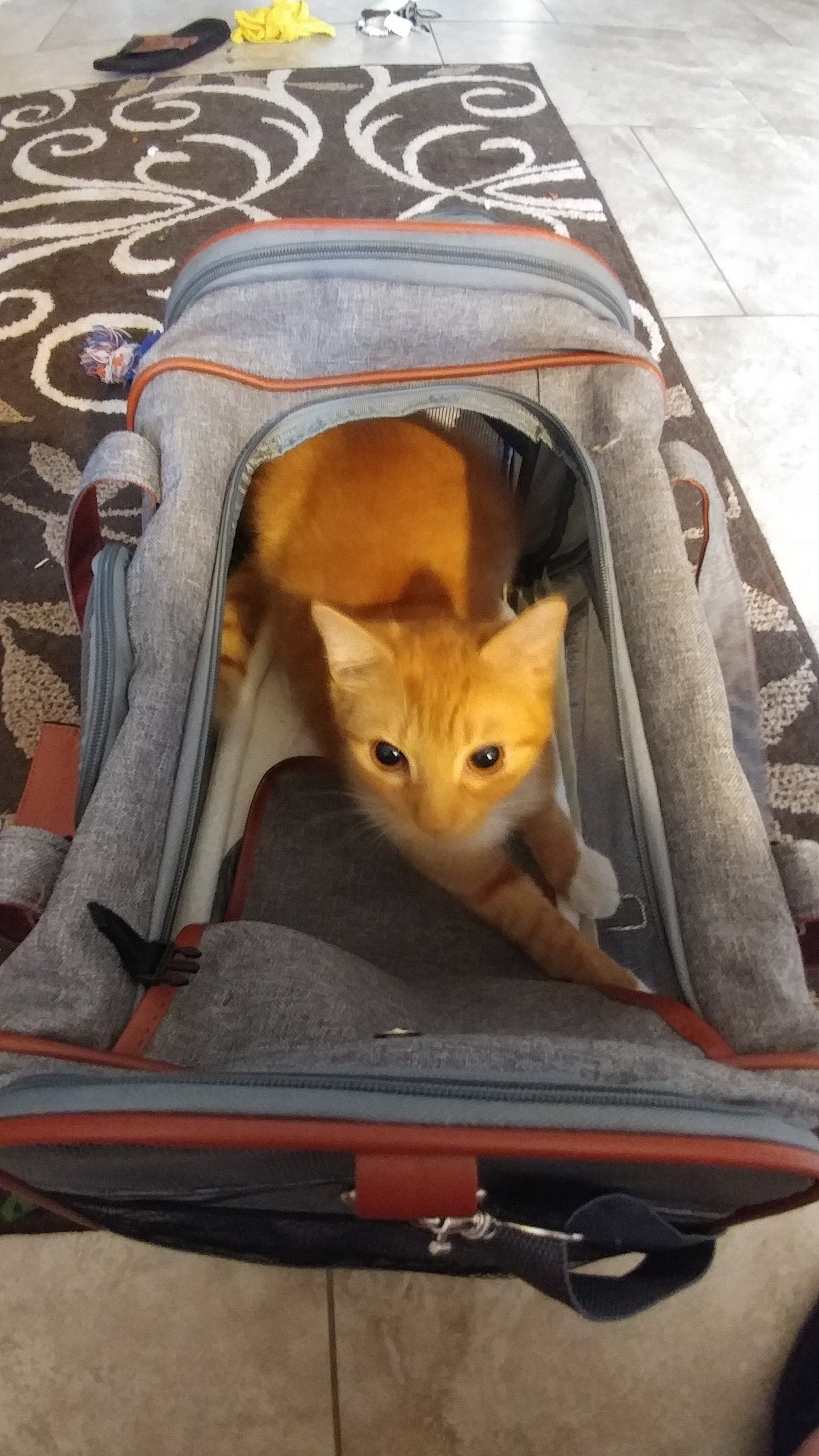Mr. Peanut's Gold Series Standard Size Airline Compliant Pet Carrier Mr. Peanut's Pet Carriers