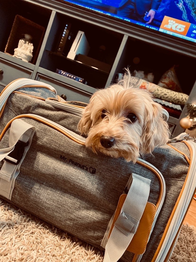 Mr. Peanut's Gold Series Standard Size Airline Compliant Expandable Pet Carrier Mr. Peanut's Pet Carriers