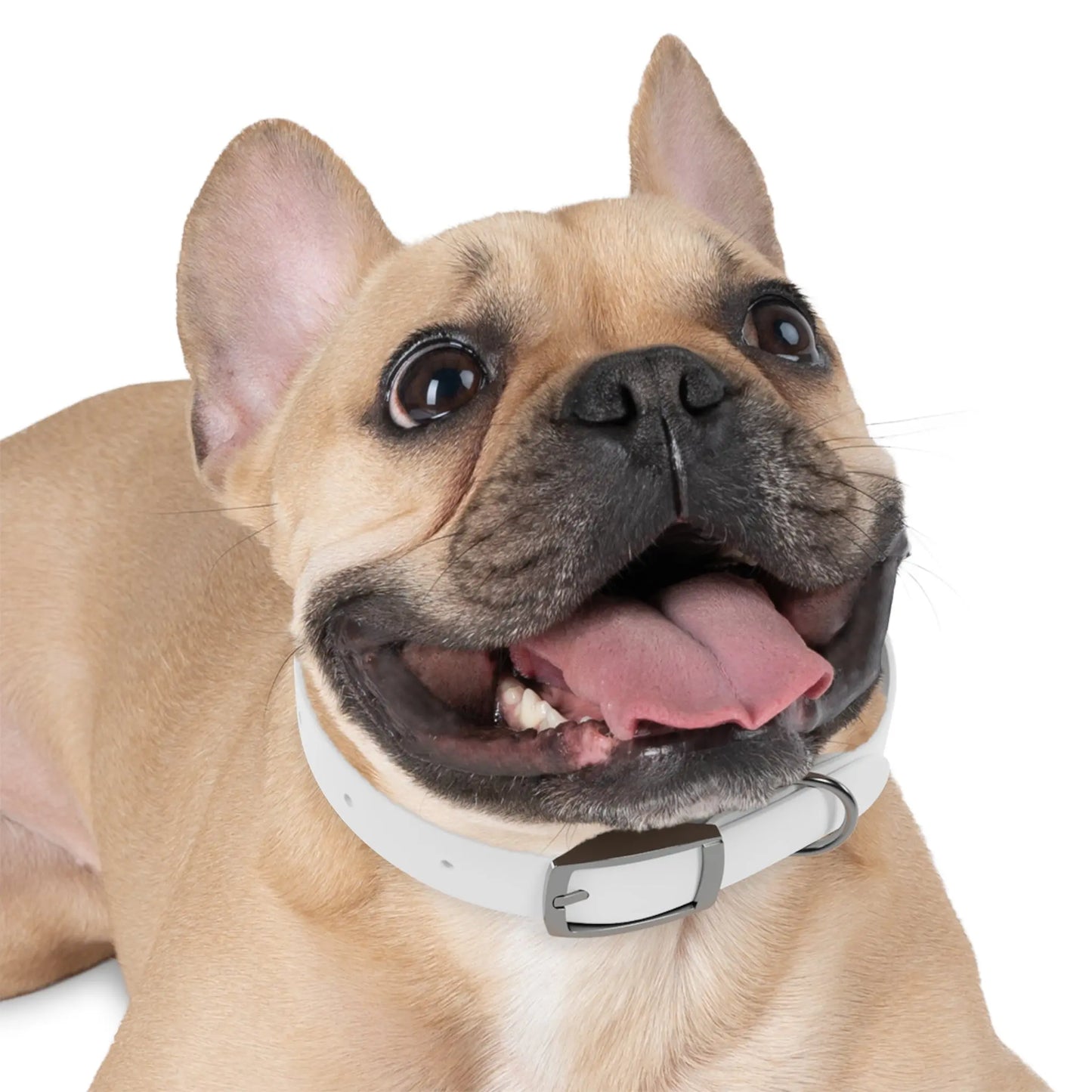 Stylish Dog Collar Printify