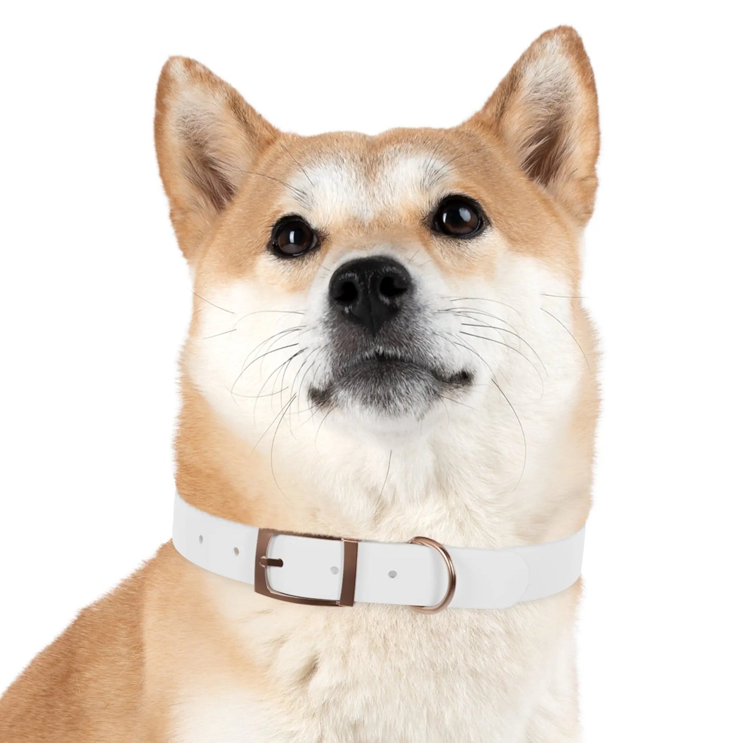 Stylish Dog Collar Printify
