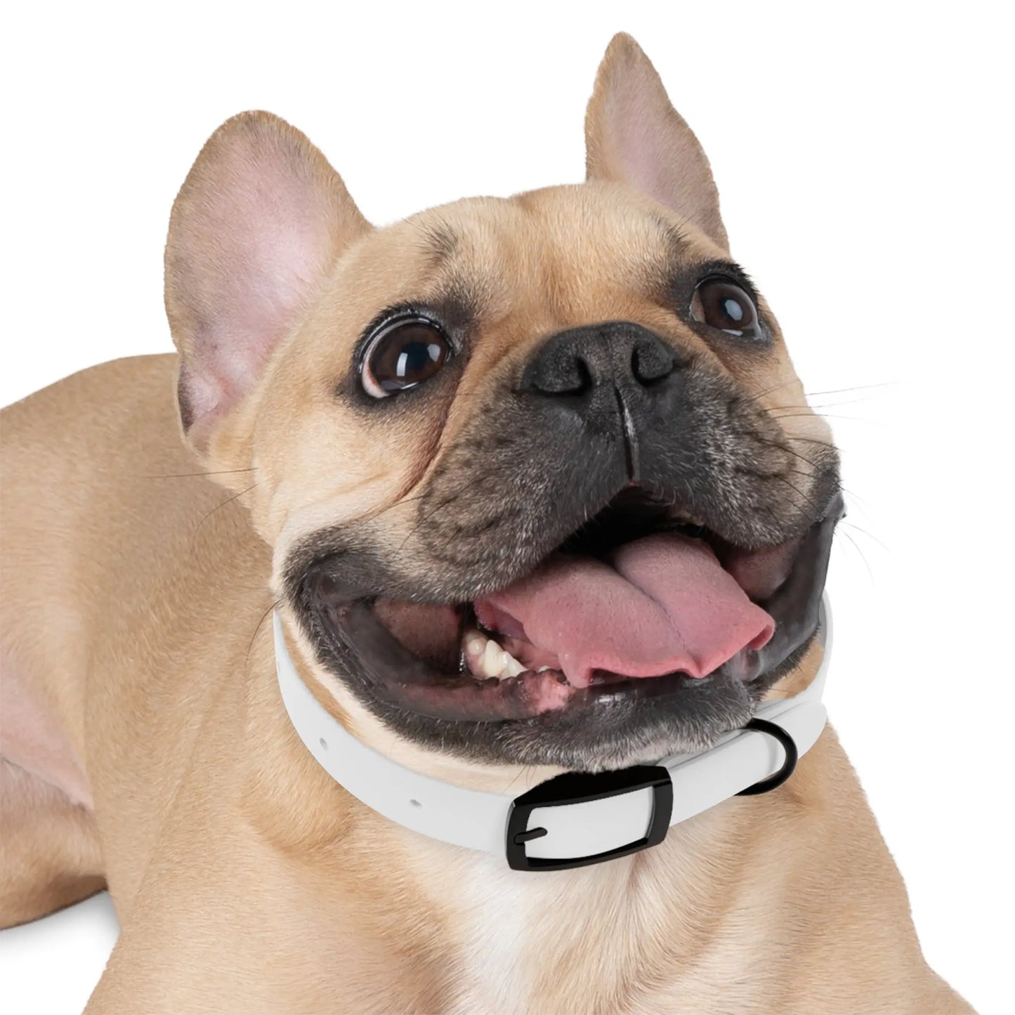 Stylish Dog Collar Printify