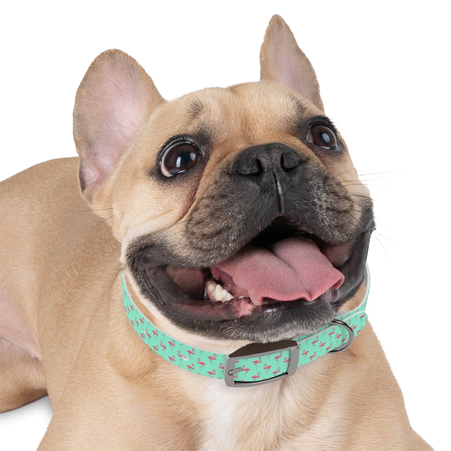 Flamingo Pattern Dog Collar, Stylish Pet Accessory, Summer Dog Gear, Perfect Gift for Dog Lovers, Adjustable Pet Collar, Tropical Dog Printify
