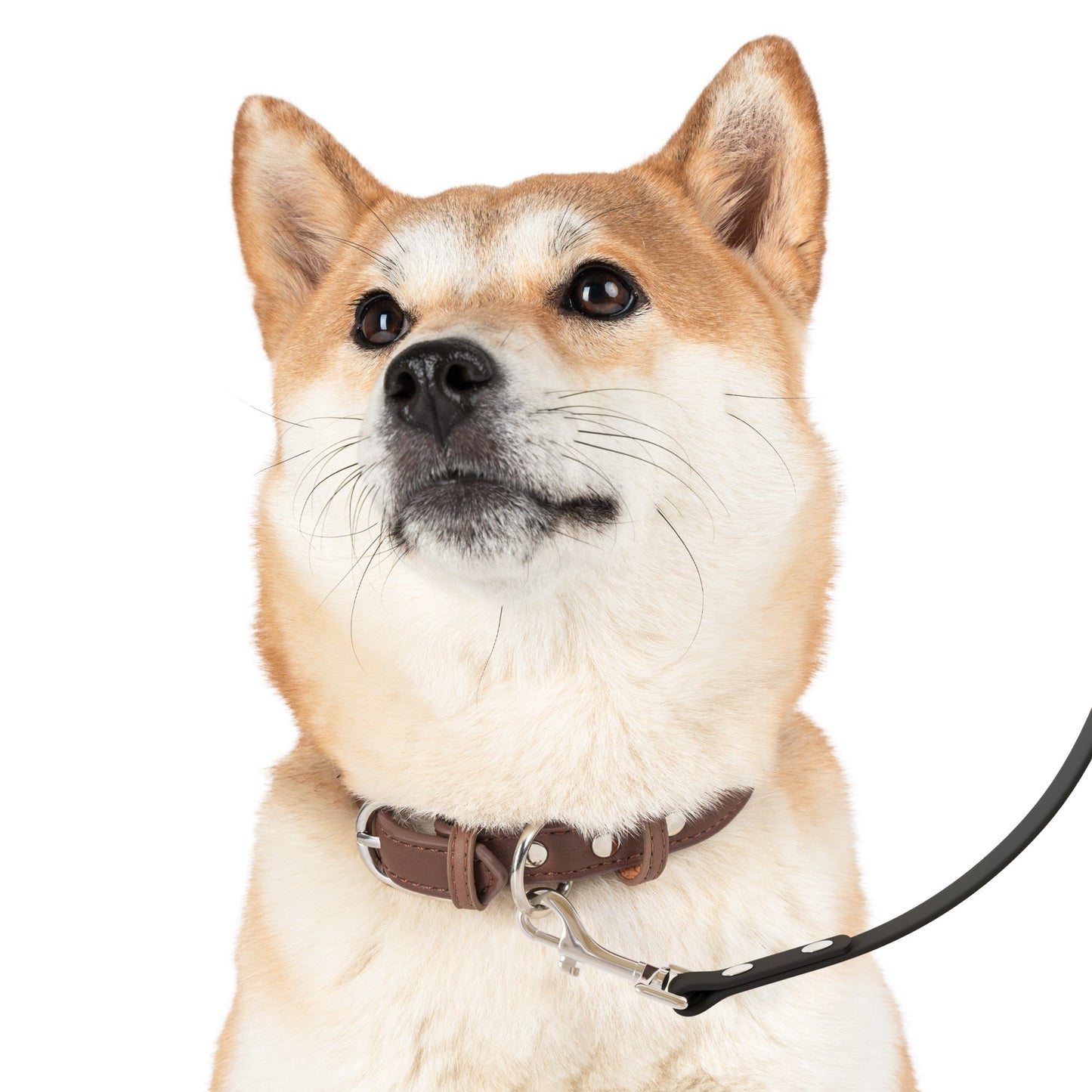Pawsh Pet Leash - Unique Dog Walking Accessory, Durable Leash for Pet Owners, Trendy Dog Gear, Outdoor Adventure, Great gift Printify