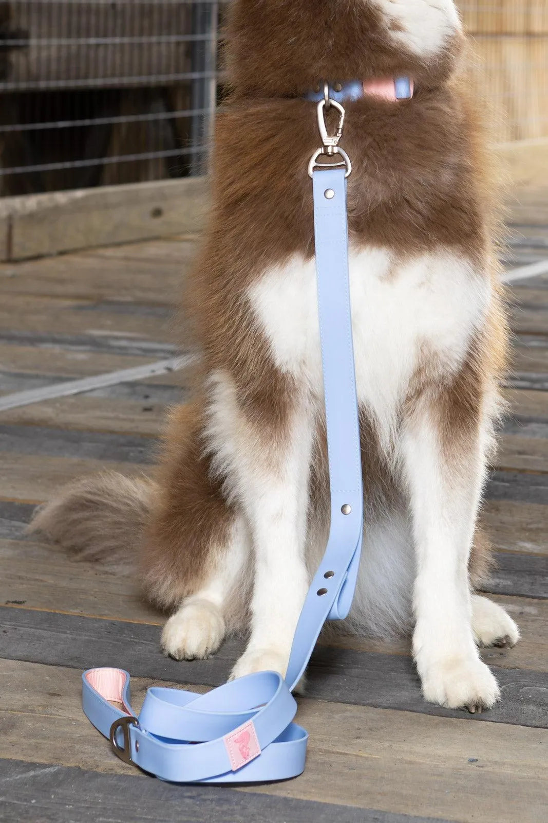Blue Sky Orchid Waterproof Leash Aria the Fox