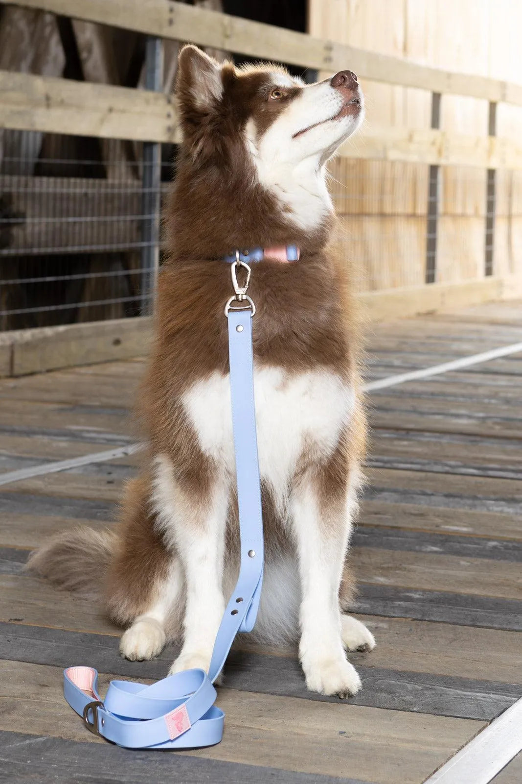 Blue Sky Orchid Waterproof Dog Collar Aria the Fox