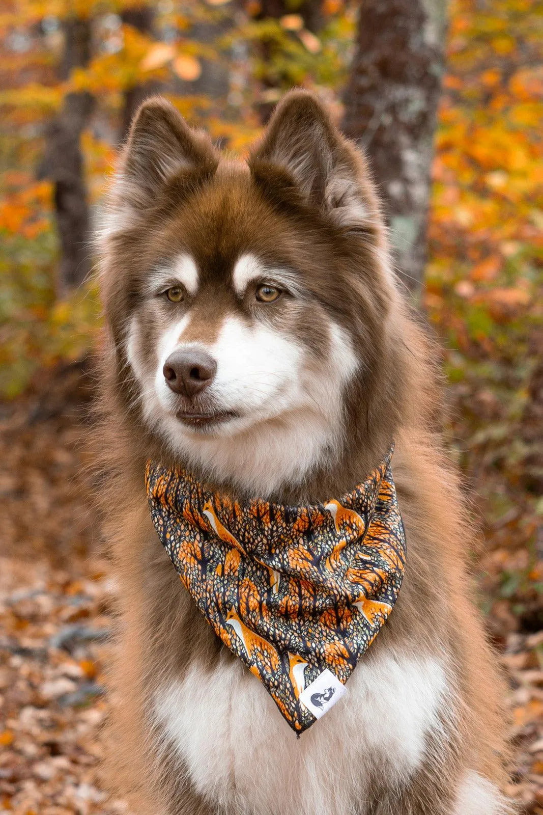 Foxes in Fall Dog Bandana Aria the Fox