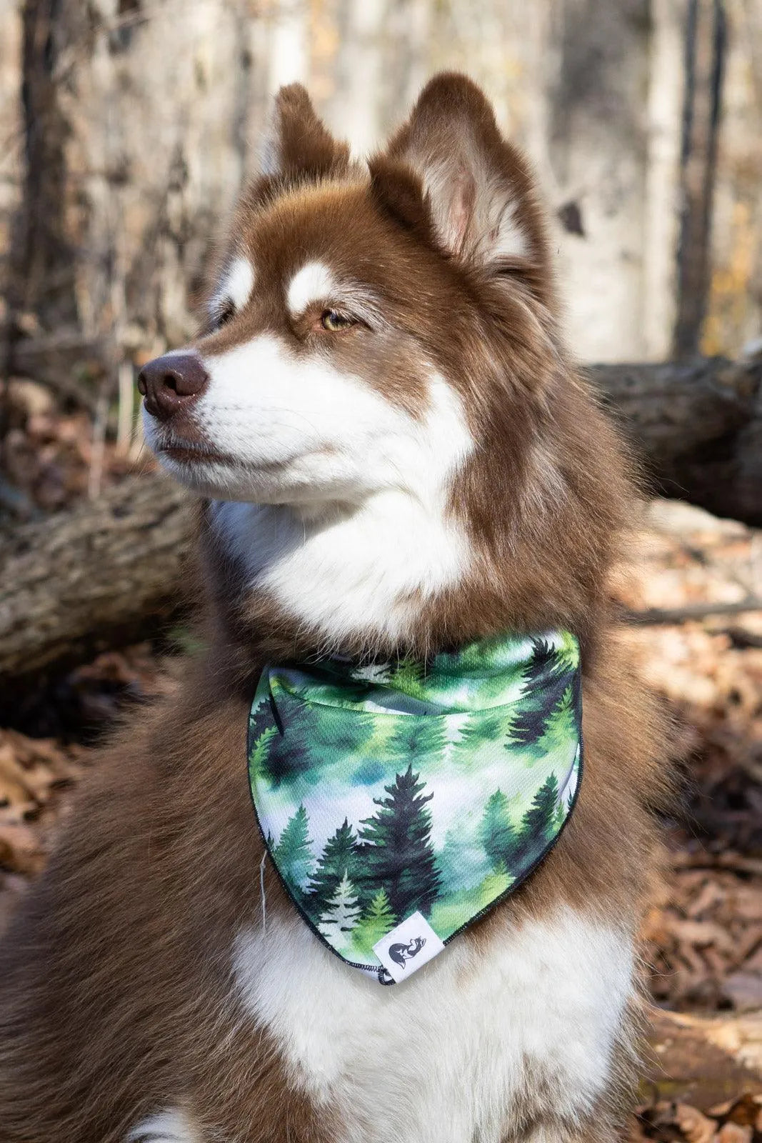Evergreen Explorer Dog Bandana & Matching Keychain Aria the Fox