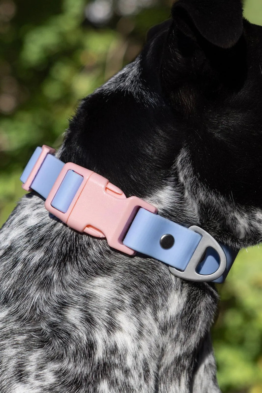 Blue Sky Orchid Waterproof Dog Collar Aria the Fox