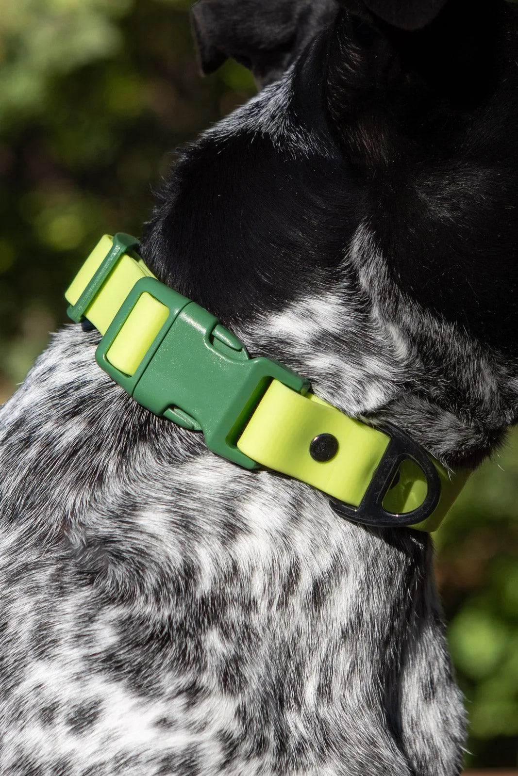 Mossy Pine Waterproof Dog Collar Aria the Fox