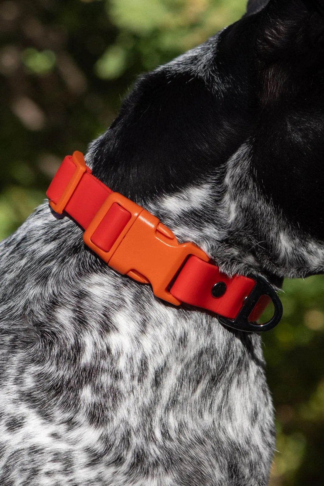 Scarlet Peaks Waterproof Dog Collar Aria the Fox