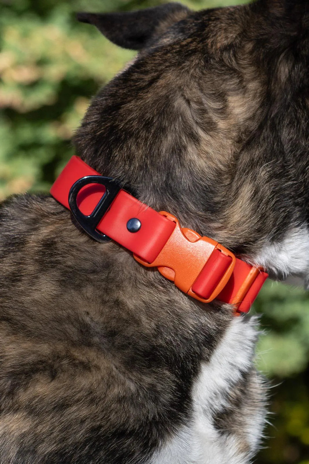 Scarlet Peaks Waterproof Dog Collar Aria the Fox