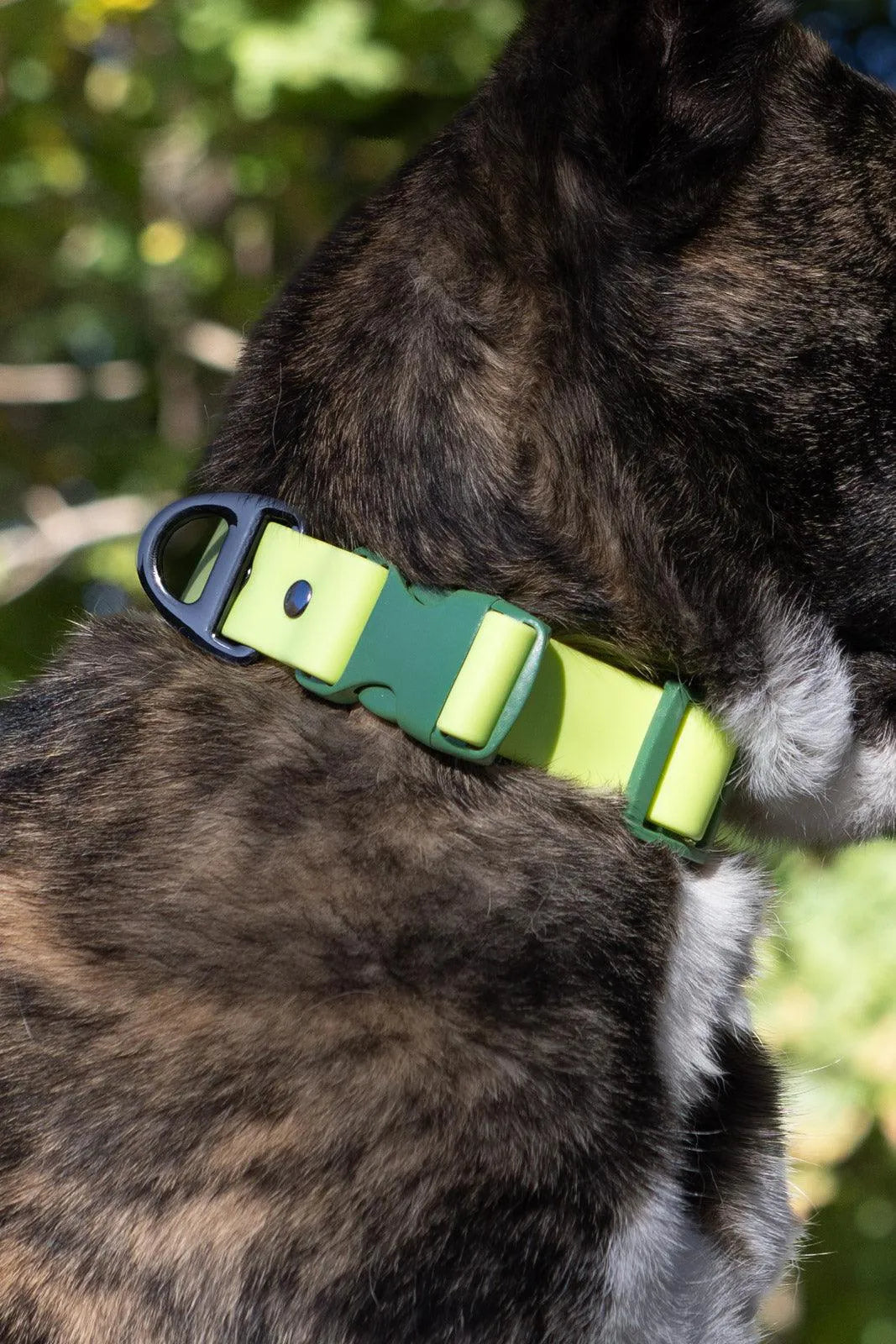Mossy Pine Waterproof Dog Collar Aria the Fox