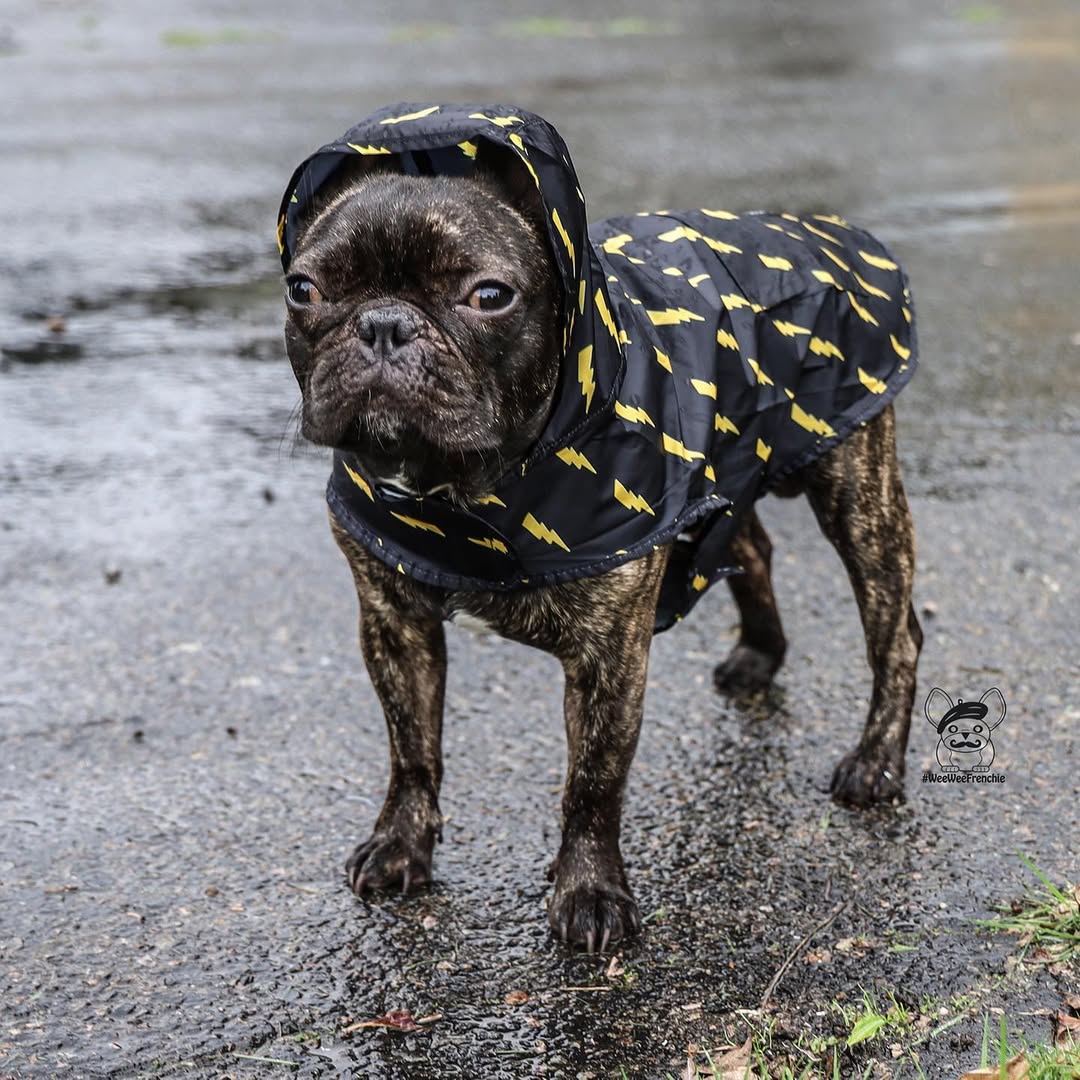 Pawgwarts Poncho Pawmigo