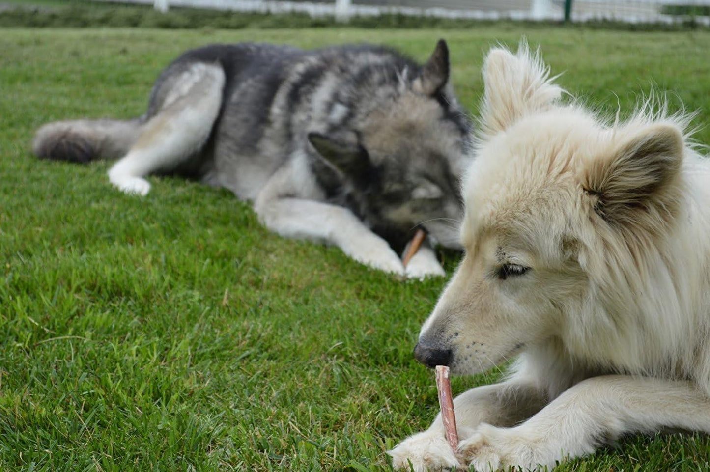 Brazilian Grass-Fed Beef Bully Sticks WooF WooF MeoW MeoW