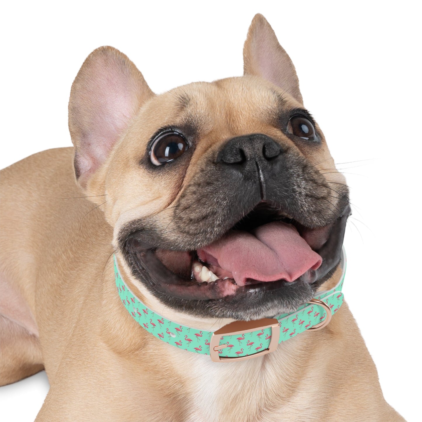 Flamingo Pattern Dog Collar, Stylish Pet Accessory, Summer Dog Gear, Perfect Gift for Dog Lovers, Adjustable Pet Collar, Tropical Dog Printify
