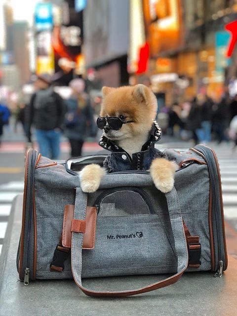 Mr. Peanut's Gold Series Standard Size Airline Compliant Expandable Pet Carrier Mr. Peanut's Pet Carriers