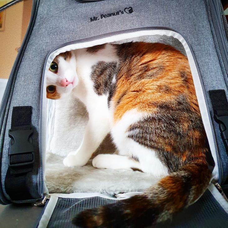 Mr. Peanut's Gold Series Standard Size Airline Compliant Expandable Pet Carrier Mr. Peanut's Pet Carriers