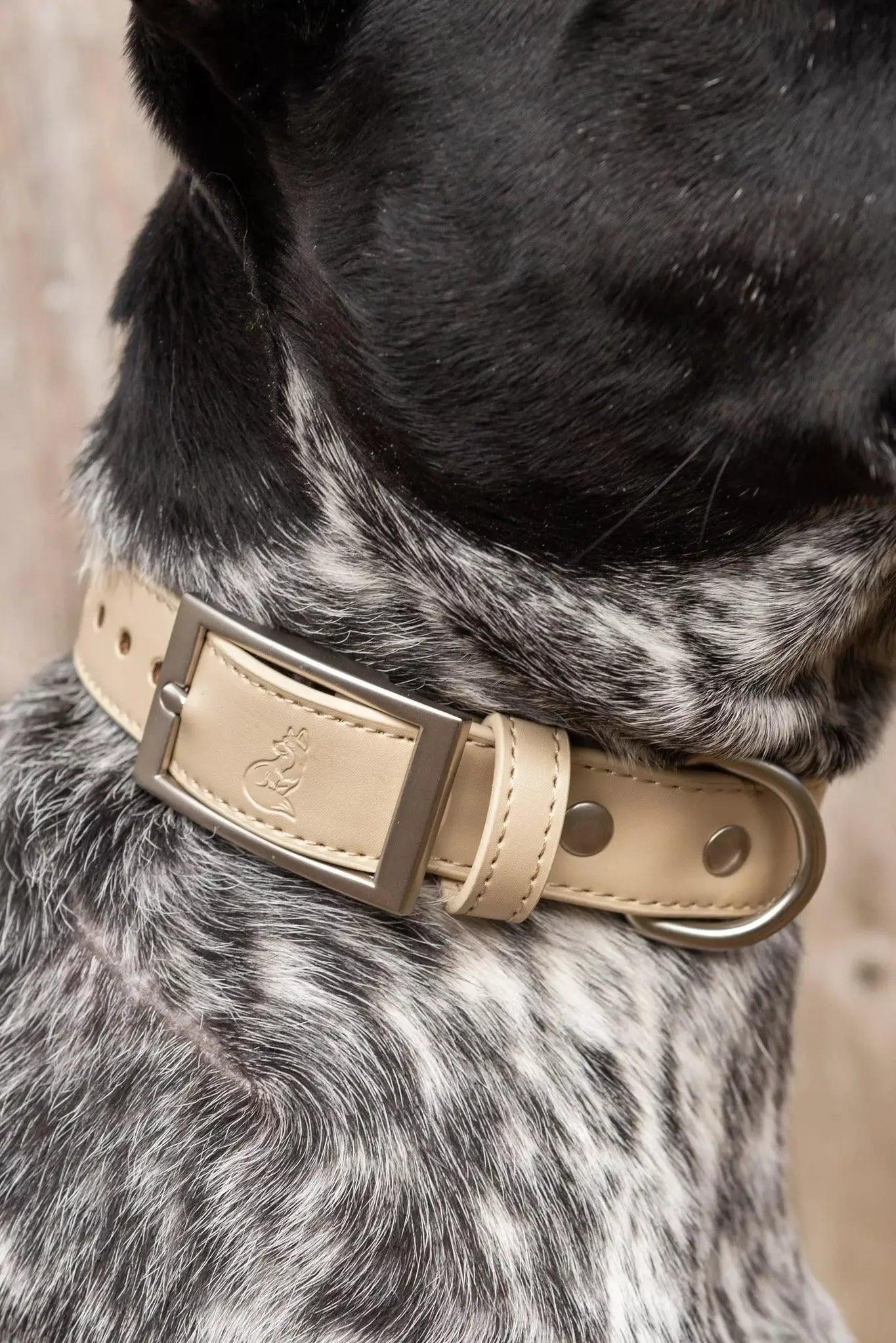 Champagne Fizz Vegan Leather Dog Collar Aria the Fox