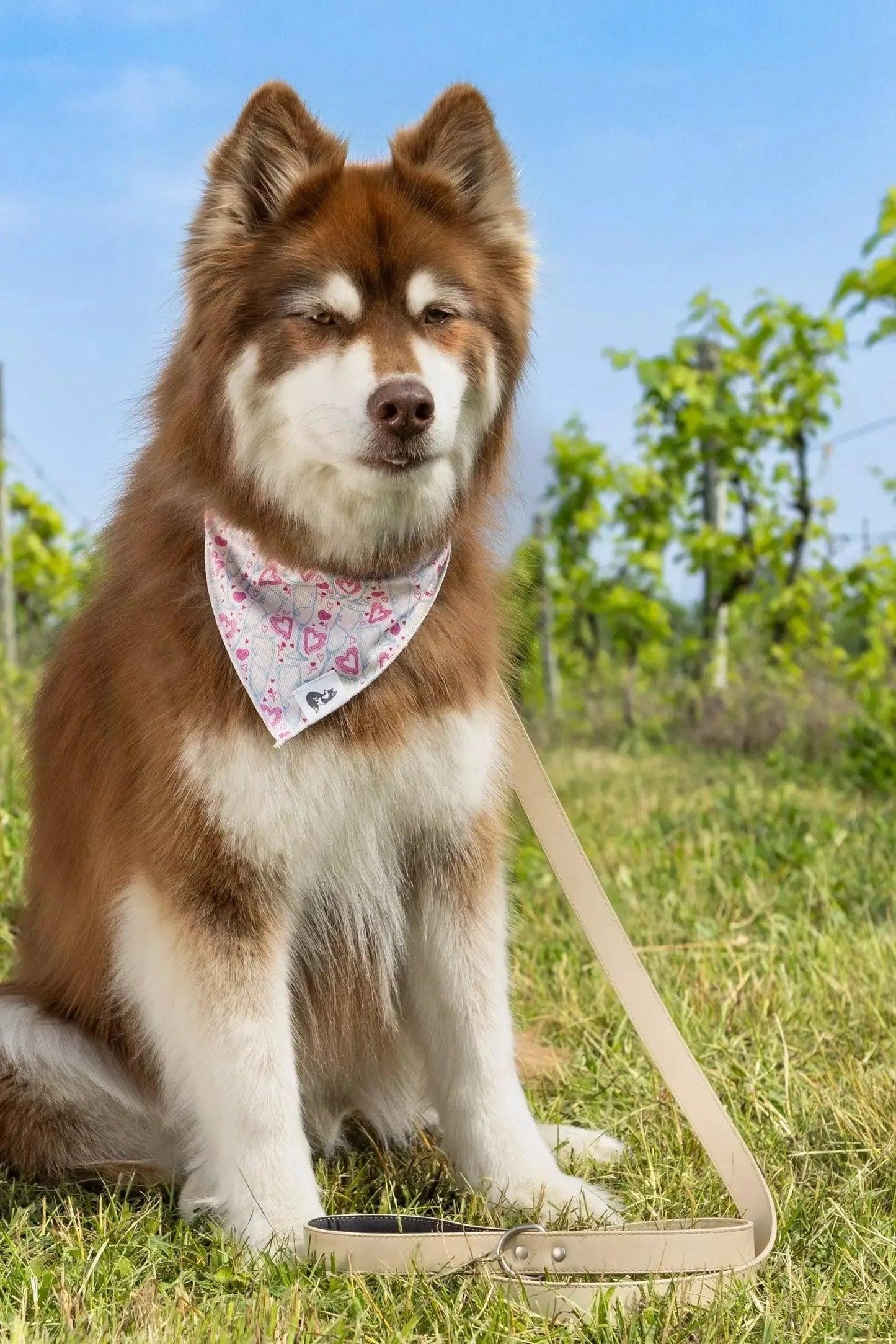 Champagne Fizz Vegan Leather Dog Collar Aria the Fox