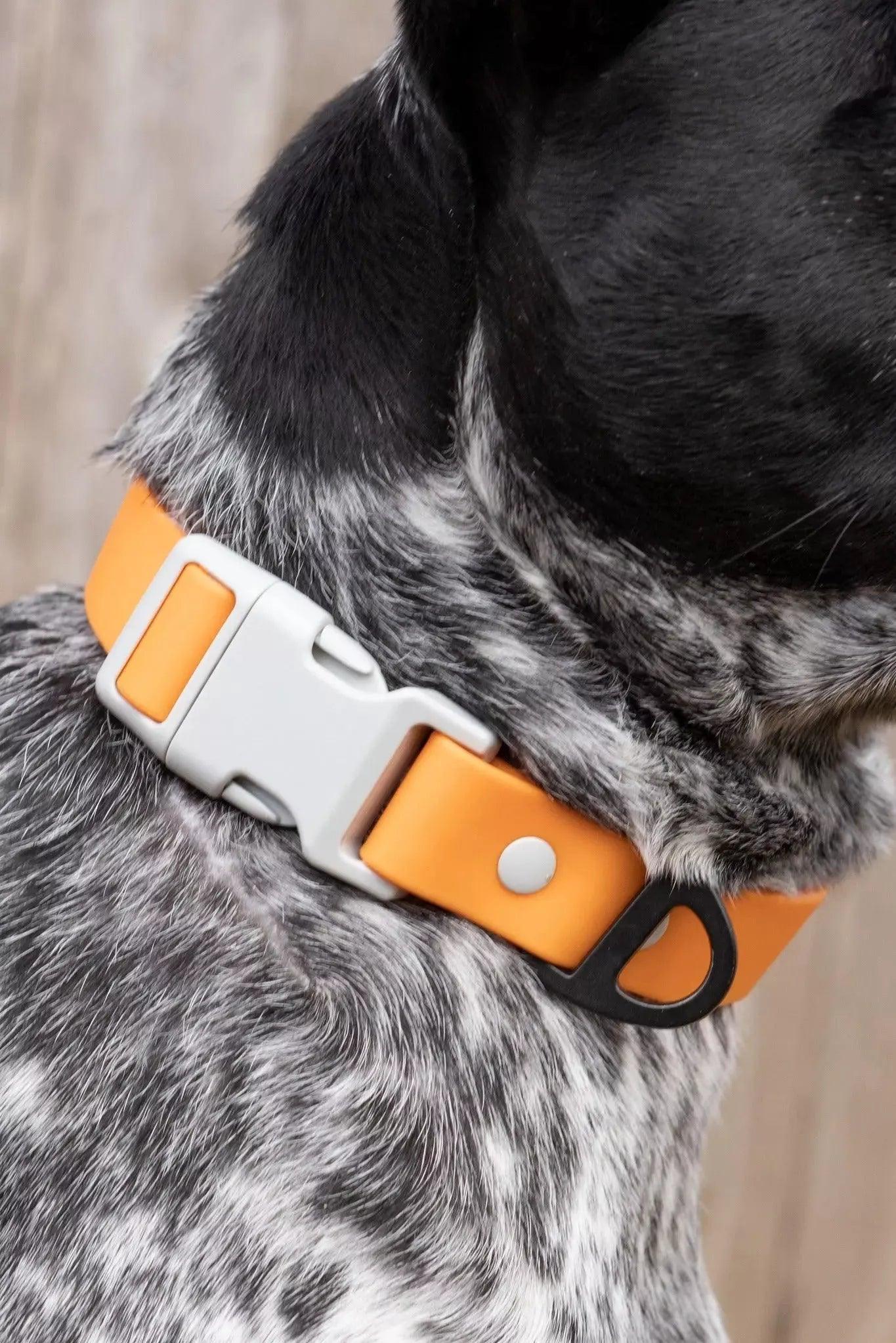 Crimson Glow Waterproof Dog Collar Aria the Fox