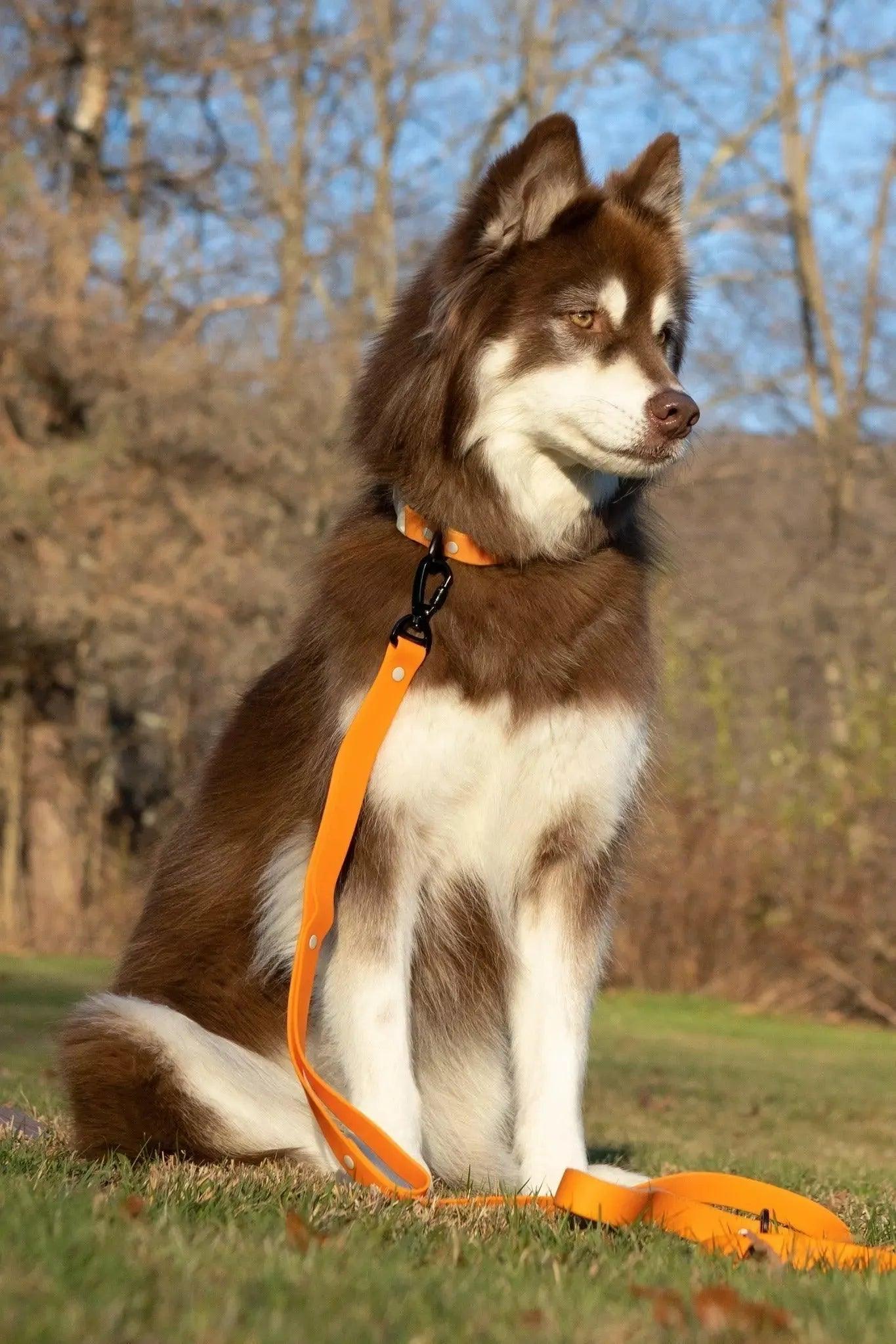 Crimson Glow Waterproof Dog Leash Aria the Fox