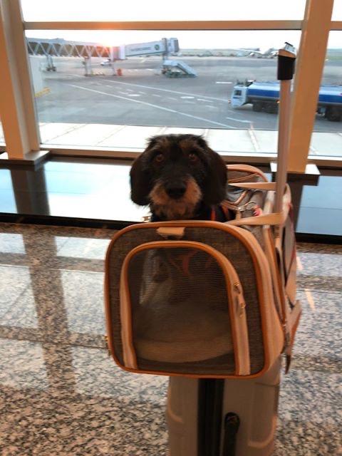 Mr. Peanut's Gold Series Standard Size Airline Compliant Expandable Pet Carrier Mr. Peanut's Pet Carriers