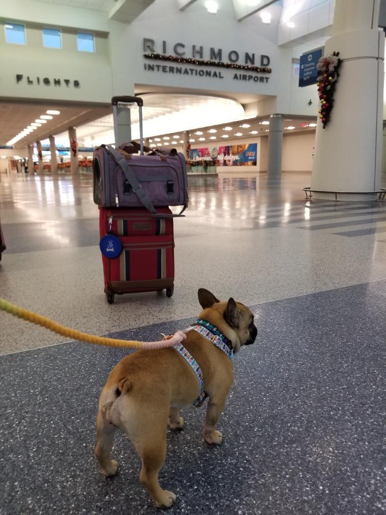 Mr. Peanut's Gold Series Standard Size Airline Compliant Expandable Pet Carrier Mr. Peanut's Pet Carriers