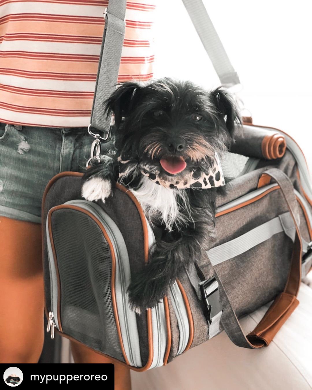 Mr. Peanut's Gold Series Standard Size Airline Compliant Expandable Pet Carrier Mr. Peanut's Pet Carriers