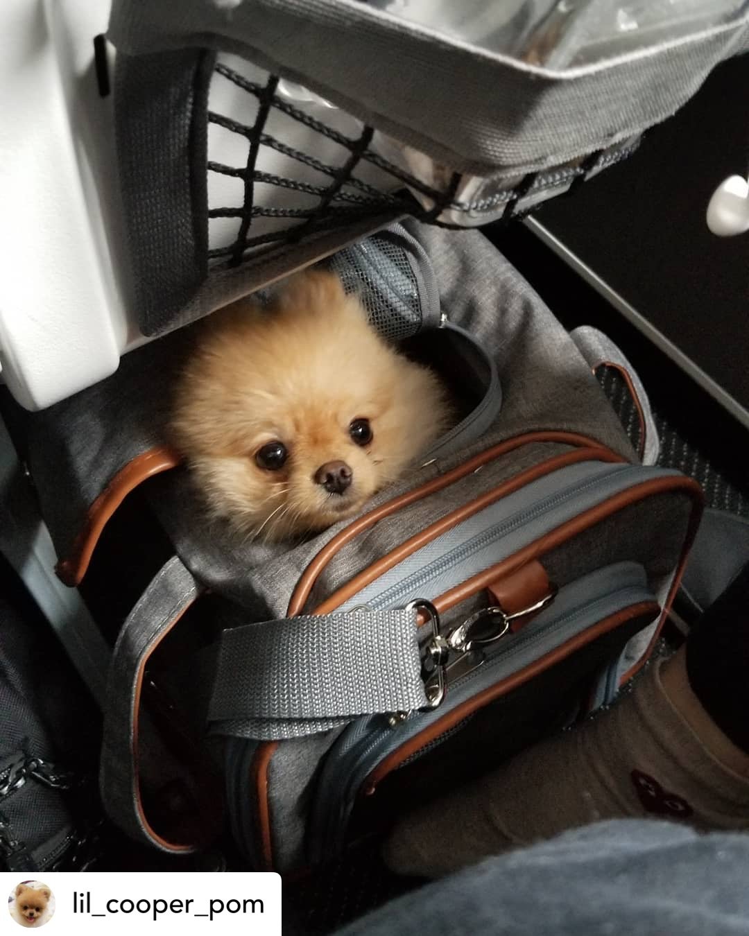 Mr. Peanut's Gold Series Standard Size Airline Compliant Expandable Pet Carrier Mr. Peanut's Pet Carriers
