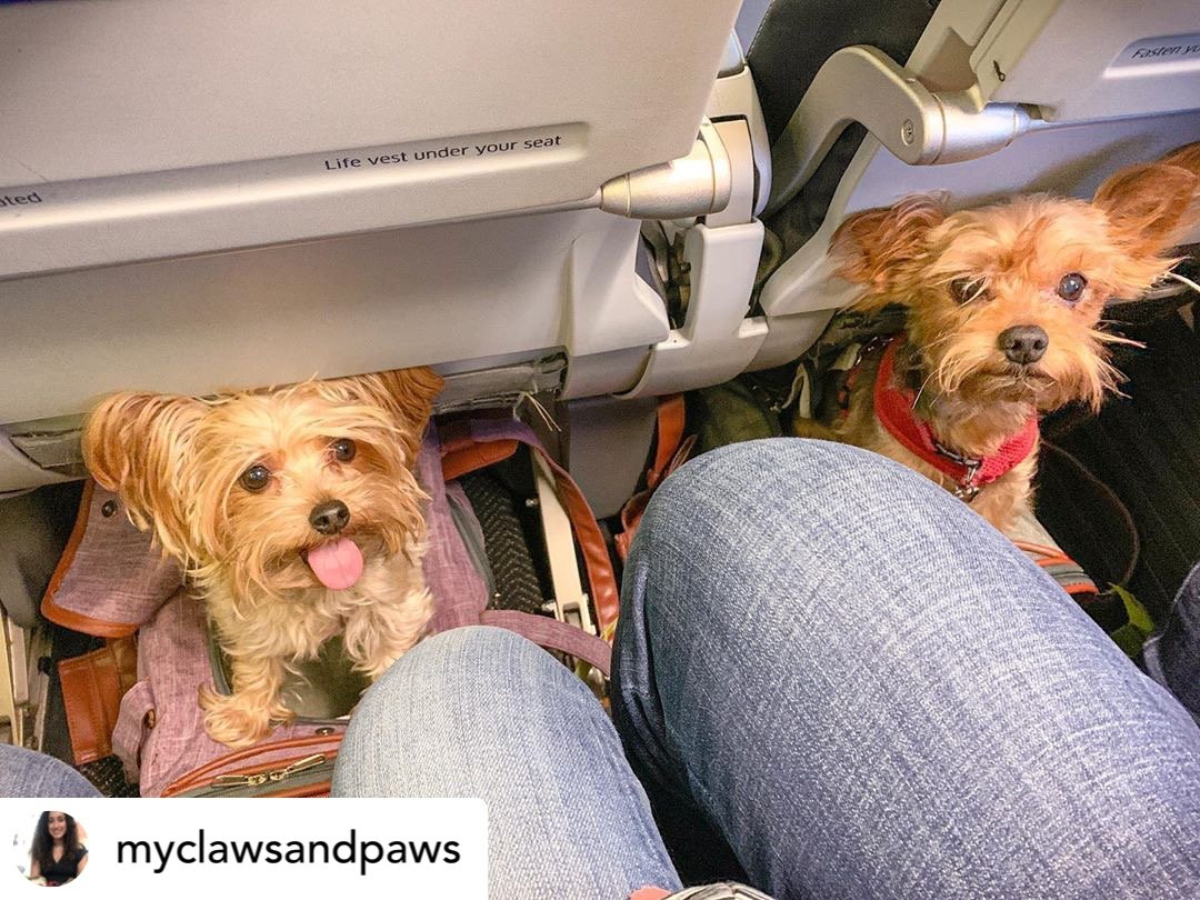 Mr. Peanut's Gold Series Standard Size Airline Compliant Expandable Pet Carrier Mr. Peanut's Pet Carriers