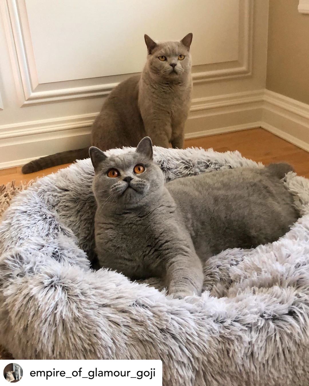 Mr. Peanut's 23" OrthoPlush® Pet Bed - Gray Two Tone Mr. Peanut's Pet Carriers