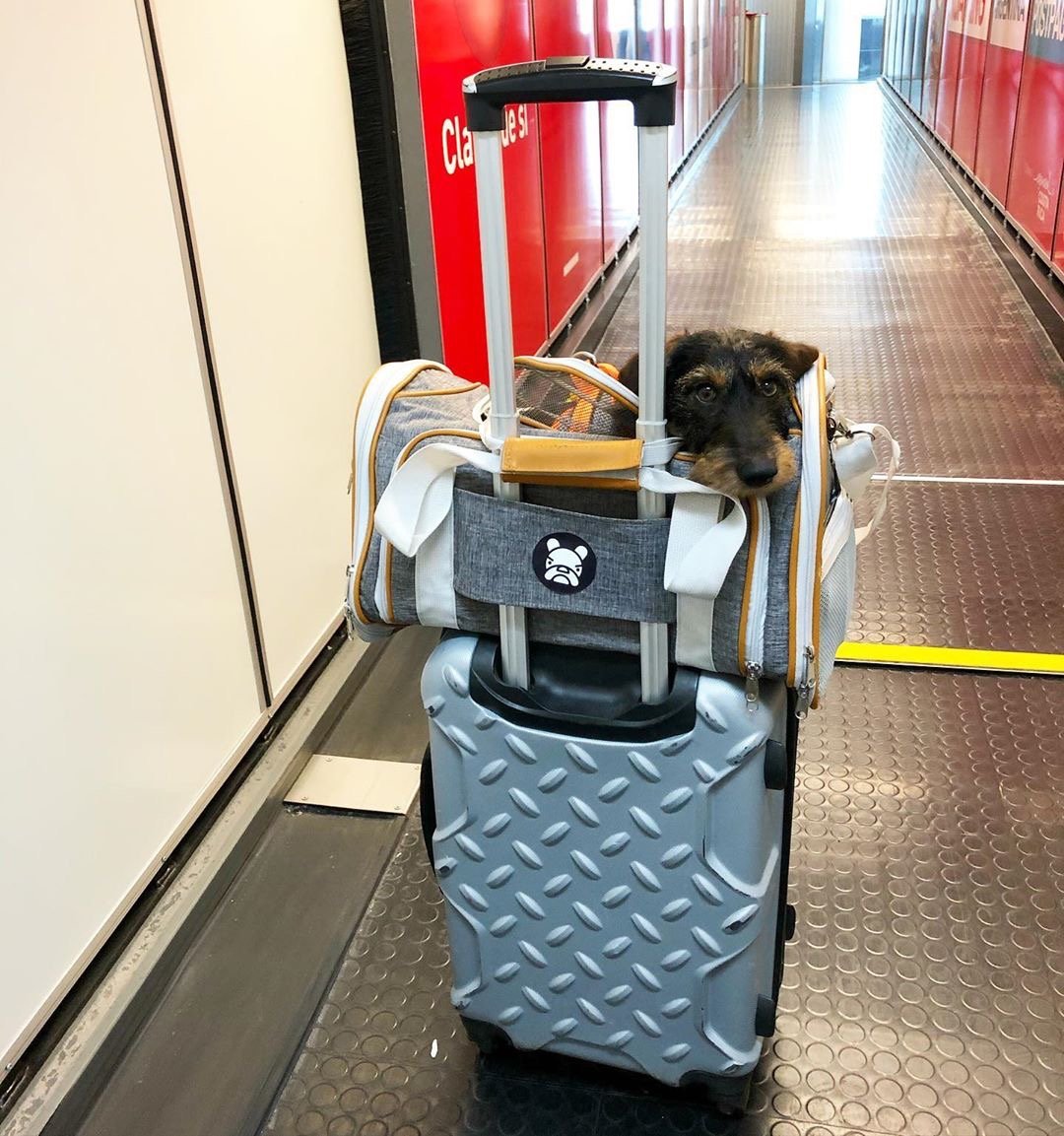 Mr. Peanut's Gold Series Standard Size Airline Compliant Expandable Pet Carrier Mr. Peanut's Pet Carriers