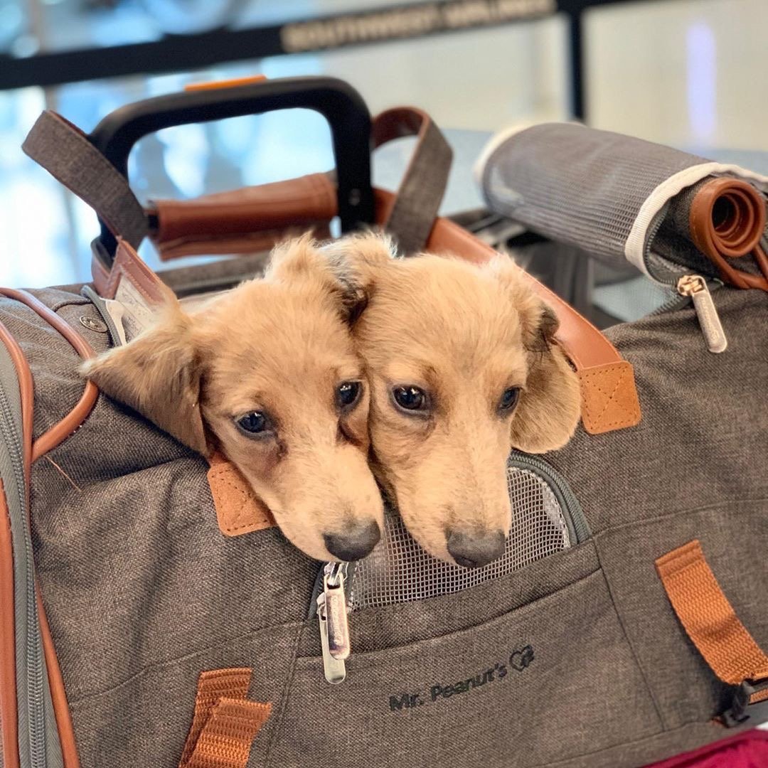 Mr. Peanut's Gold Series Standard Size Airline Compliant Expandable Pet Carrier Mr. Peanut's Pet Carriers