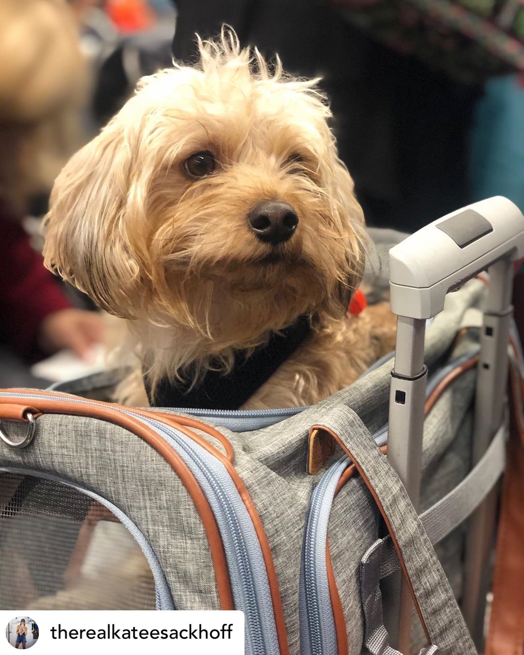 Mr. Peanut's Gold Series Standard Size Airline Compliant Expandable Pet Carrier Mr. Peanut's Pet Carriers