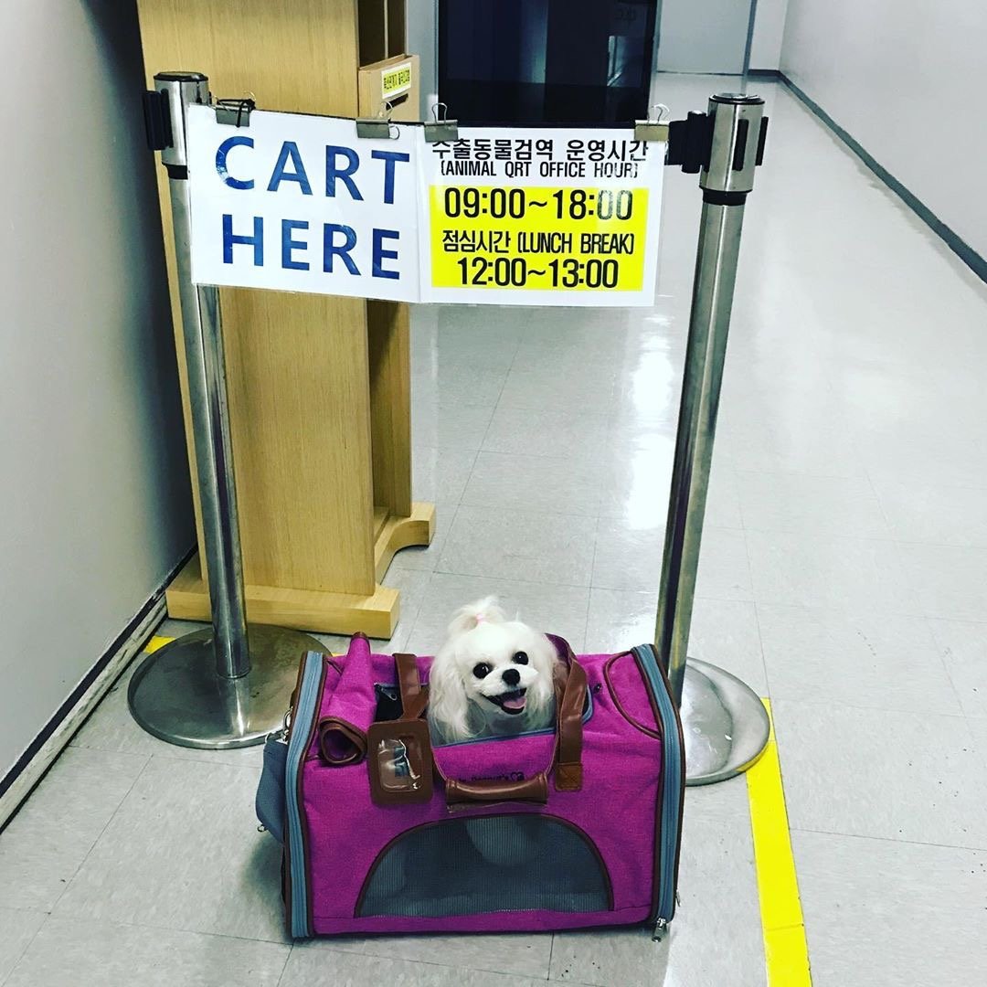 Mr. Peanut's Gold Series Standard Size Airline Compliant Expandable Pet Carrier Mr. Peanut's Pet Carriers
