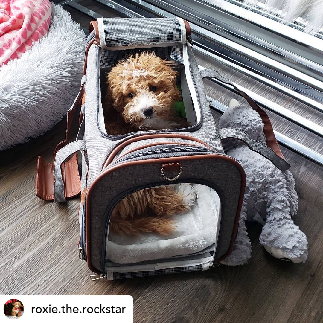 Mr. Peanut's Gold Series Standard Size Airline Compliant Expandable Pet Carrier Mr. Peanut's Pet Carriers