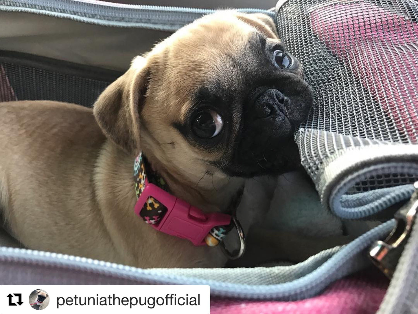 Mr. Peanut's Gold Series Standard Size Airline Compliant Pet Carrier Mr. Peanut's Pet Carriers