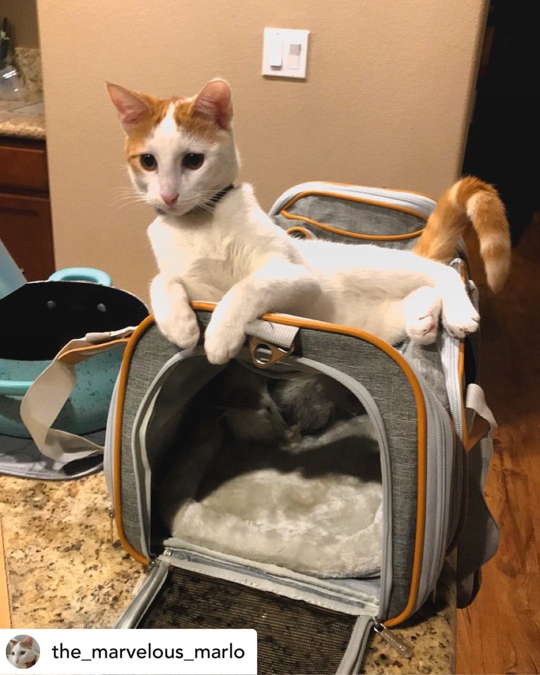 Mr. Peanut's Gold Series Standard Size Airline Compliant Expandable Pet Carrier Mr. Peanut's Pet Carriers