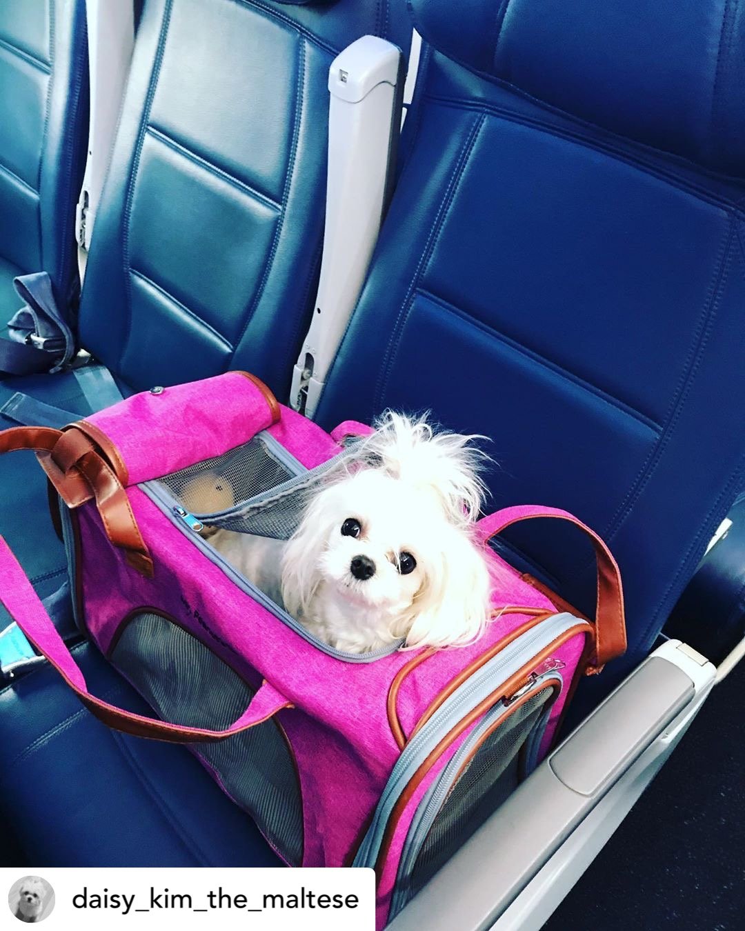 Mr. Peanut's Gold Series Standard Size Airline Compliant Expandable Pet Carrier Mr. Peanut's Pet Carriers