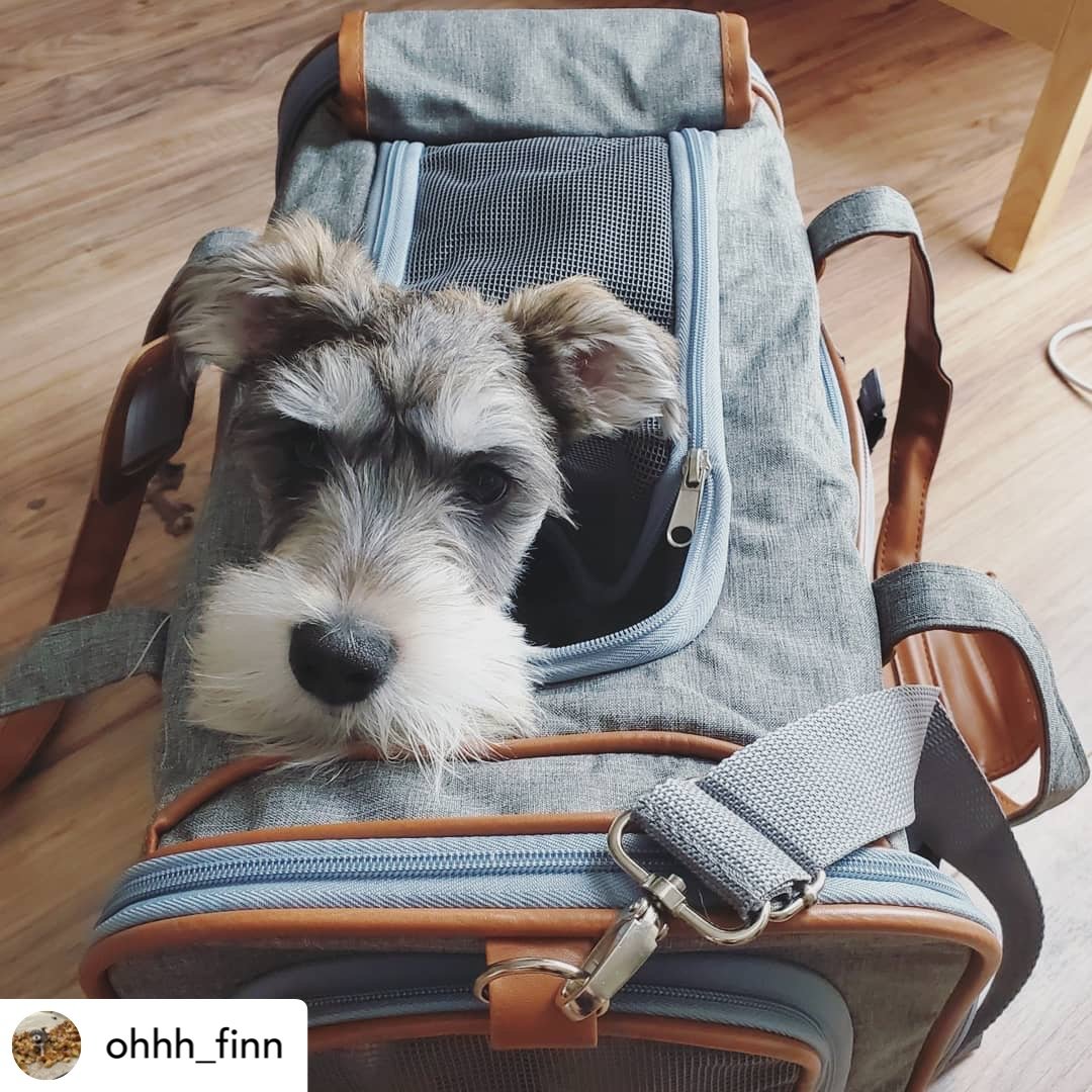 Mr. Peanut's Gold Series Standard Size Airline Compliant Expandable Pet Carrier Mr. Peanut's Pet Carriers