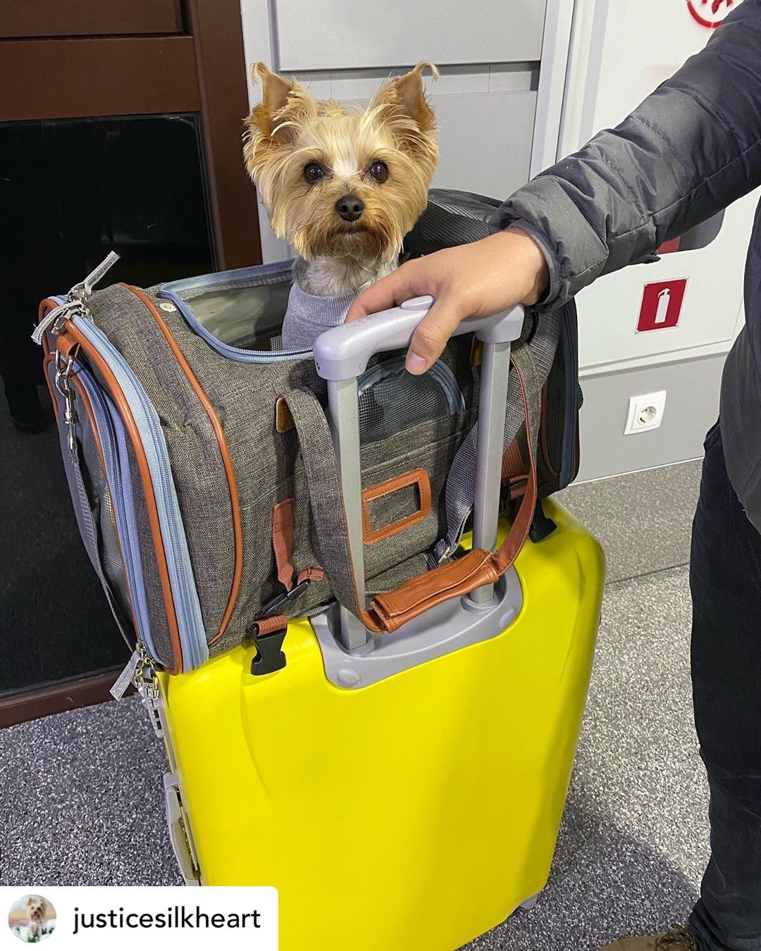 Mr. Peanut's Gold Series Standard Size Airline Compliant Expandable Pet Carrier Mr. Peanut's Pet Carriers