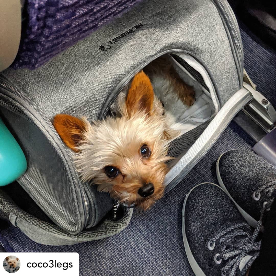 Mr. Peanut's Gold Series Standard Size Airline Compliant Expandable Pet Carrier Mr. Peanut's Pet Carriers
