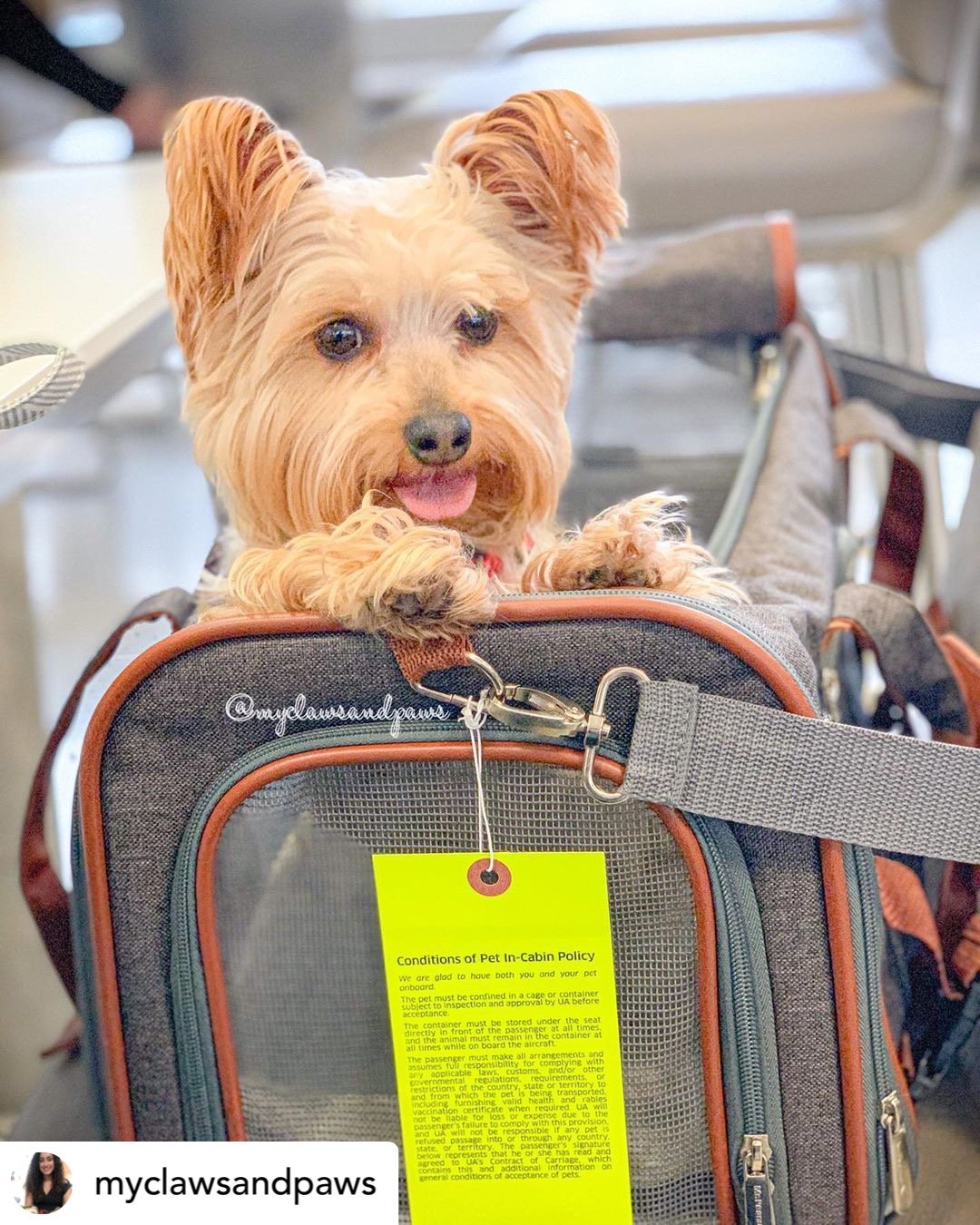 Mr. Peanut's Gold Series Standard Size Airline Compliant Expandable Pet Carrier Mr. Peanut's Pet Carriers