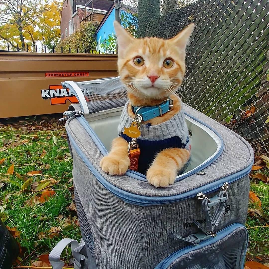 Mr. Peanut's Vancouver Series Backpack Pet Carrier for Smaller Cats and Dogs Mr. Peanut's Pet Carriers