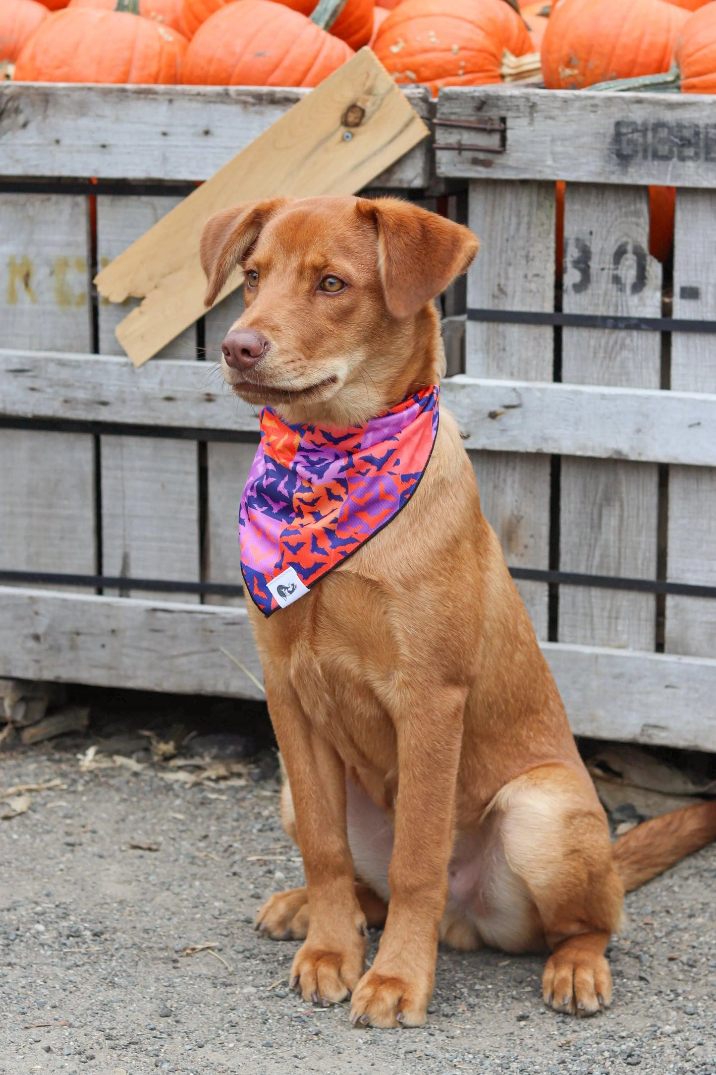 Spooky Bat Squares Dog Bandana Aria the Fox