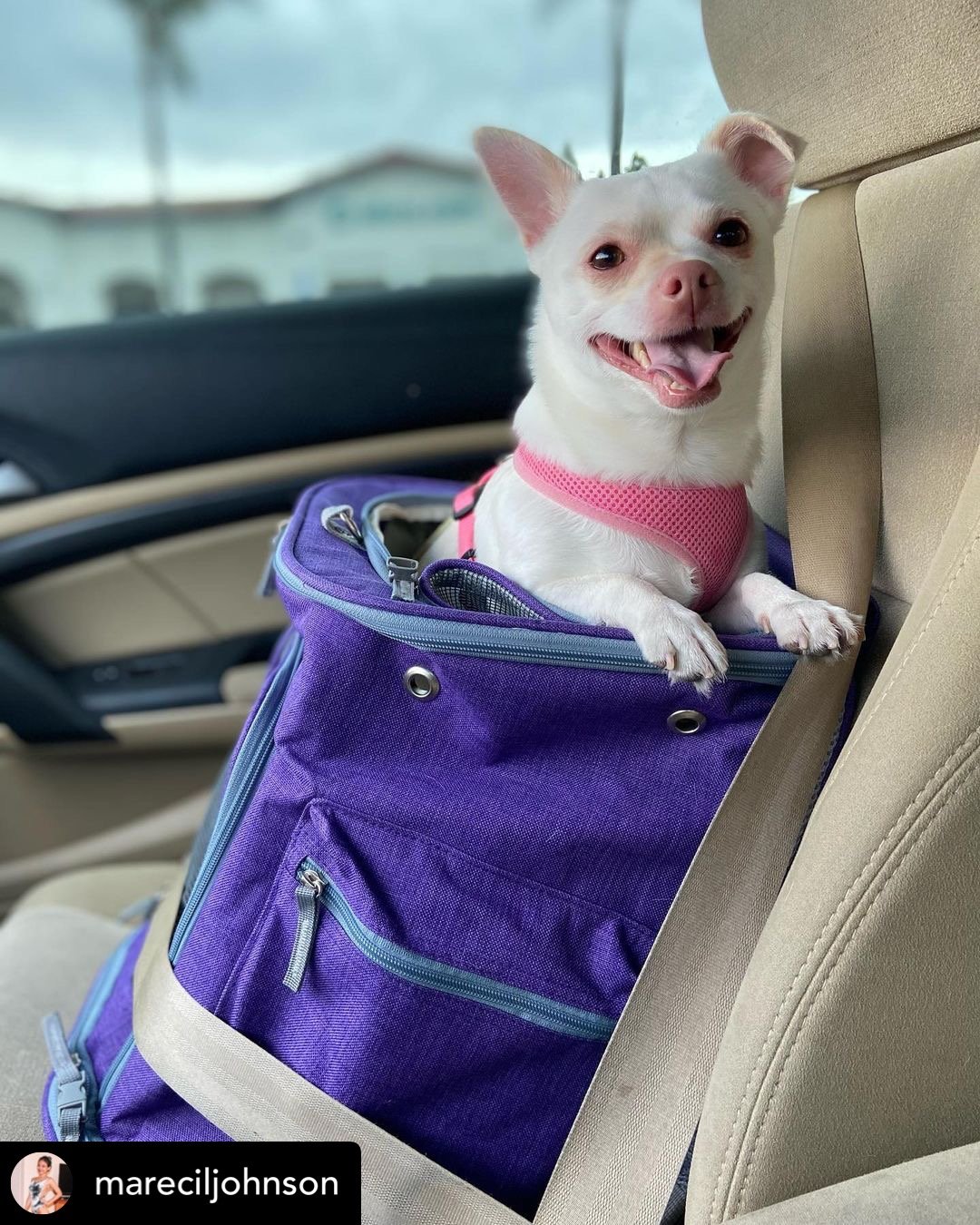 Mr. Peanut's Vancouver Series Backpack Pet Carrier for Smaller Cats and Dogs Mr. Peanut's Pet Carriers