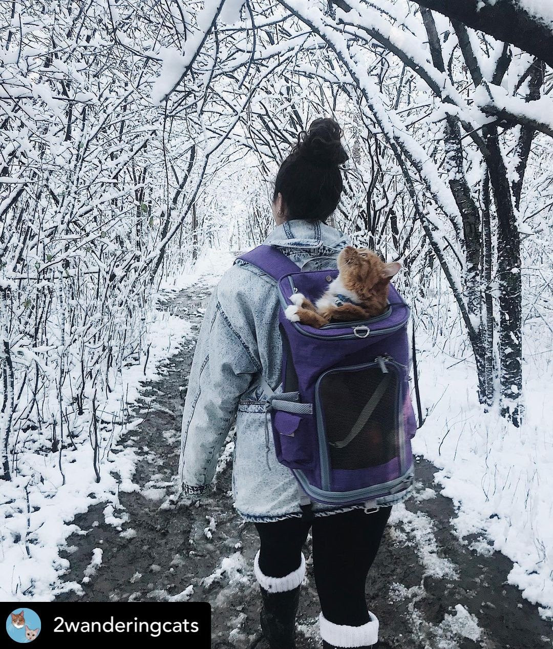 Mr. Peanut's Vancouver Series Backpack Pet Carrier for Smaller Cats and Dogs Mr. Peanut's Pet Carriers