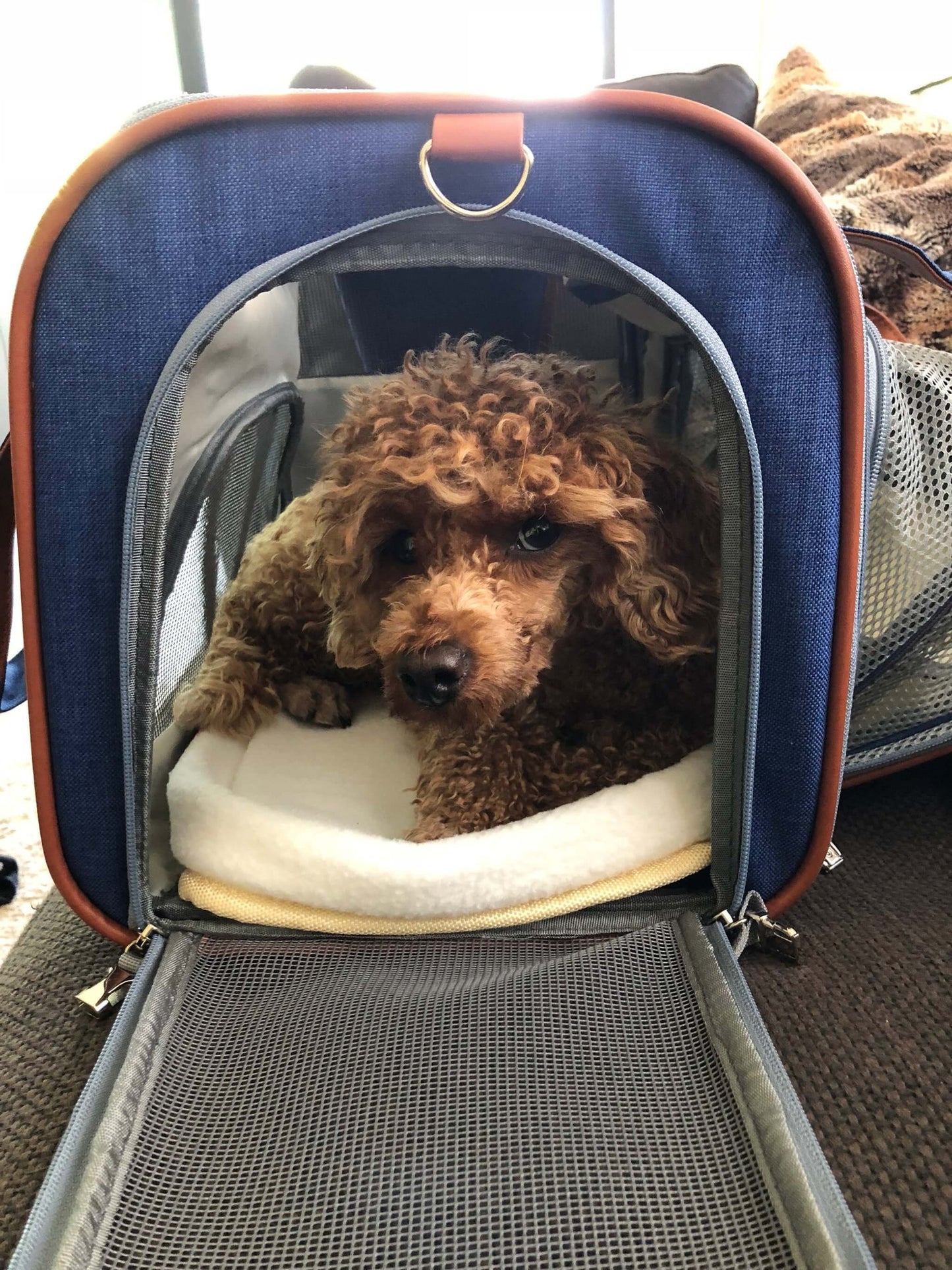 Mr. Peanut's Gold Series Standard Size Airline Compliant Expandable Pet Carrier Mr. Peanut's Pet Carriers