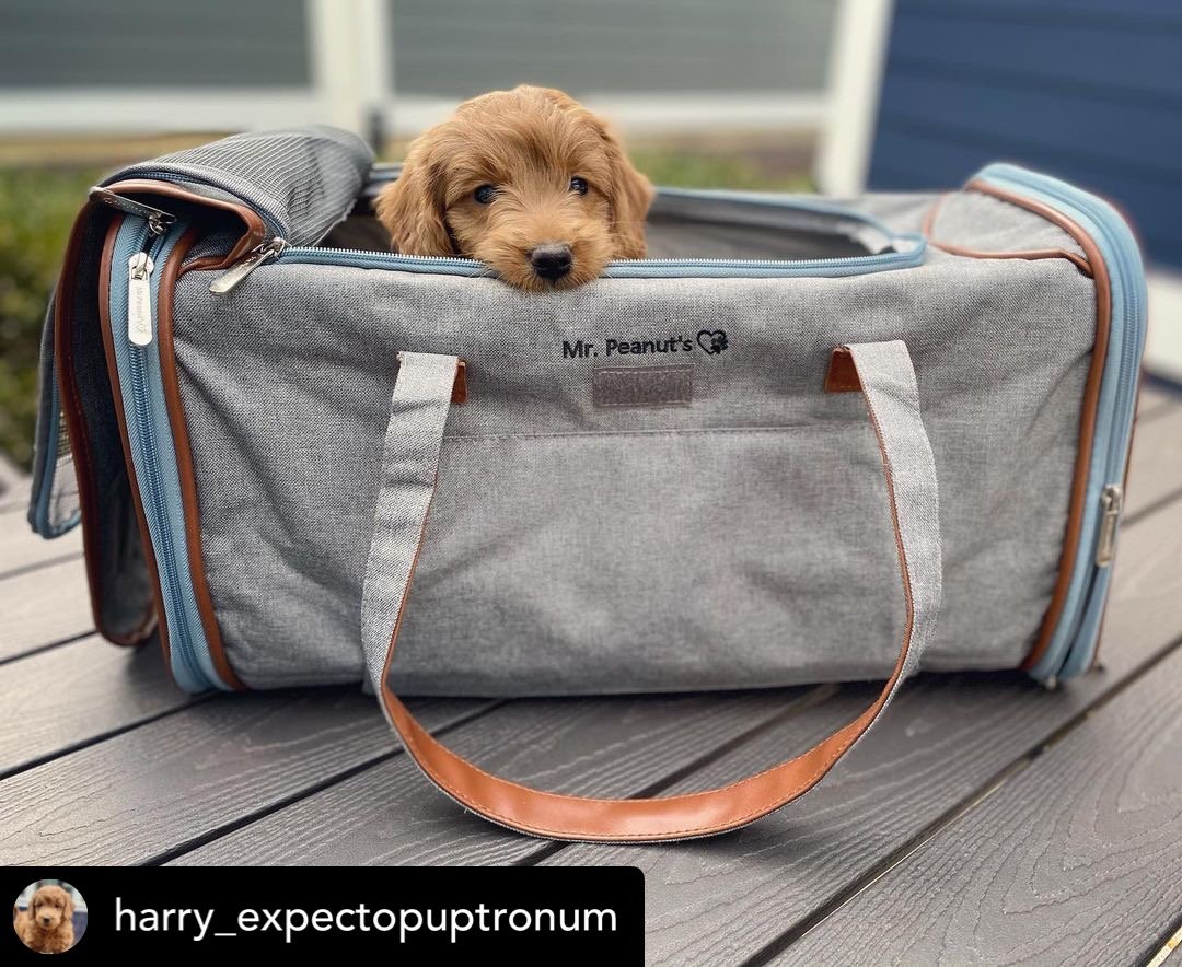 Mr. Peanut's Gold Series Big Apple XL Size Airline Compliant Expandable Pet Carrier Mr. Peanut's Pet Carriers