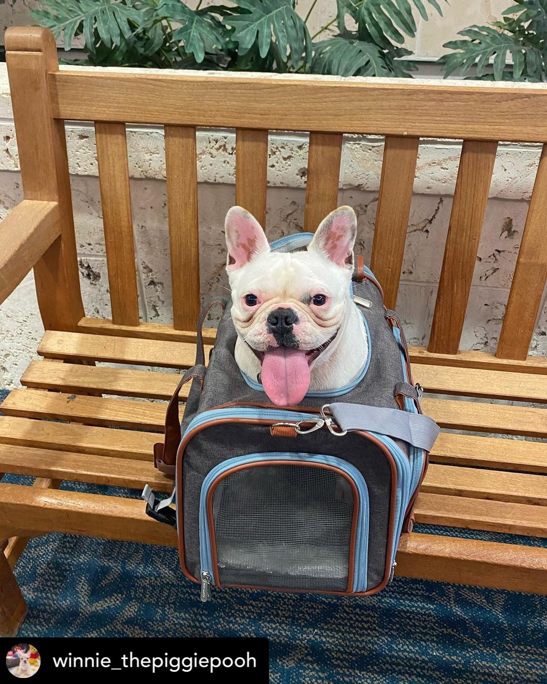 Mr. Peanut's Gold Series Big Apple XL Size Airline Compliant Expandable Pet Carrier Mr. Peanut's Pet Carriers